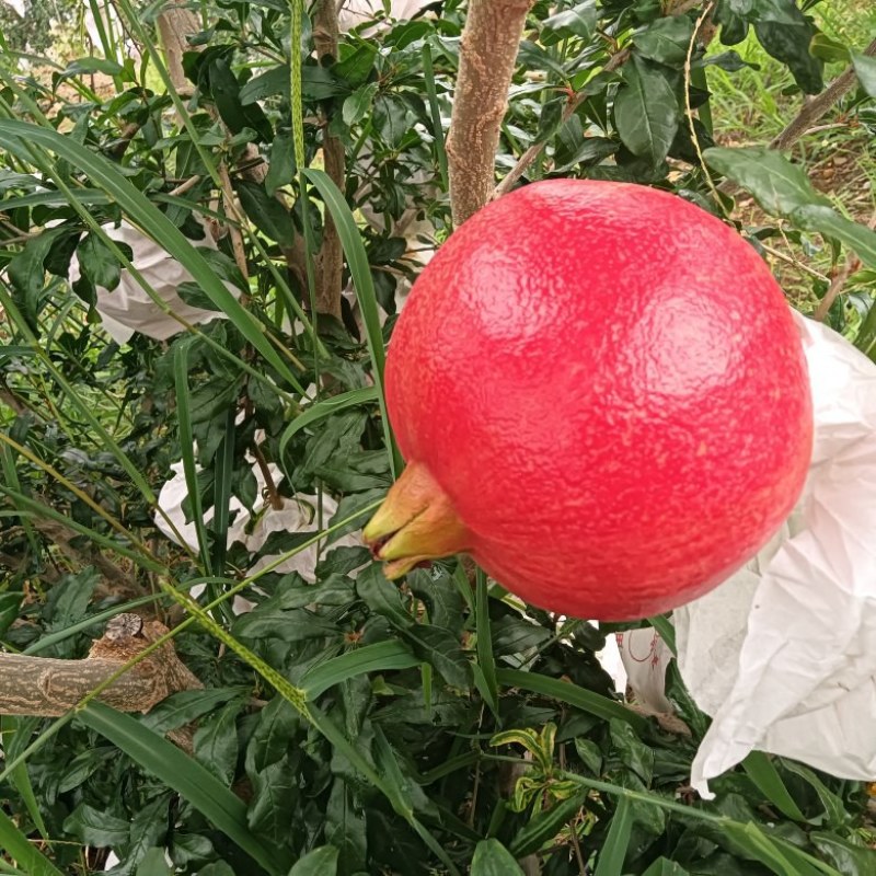 软籽酸甜石榴