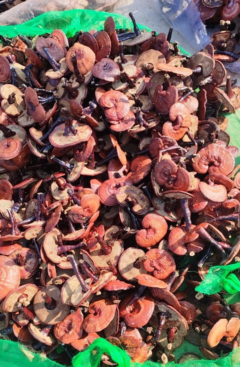 长白山赤灵芝红灵芝药食同源全检合格产地批发