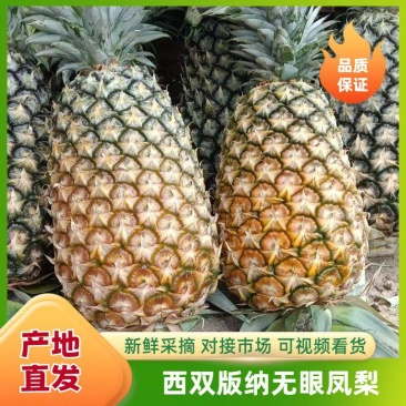 云南无眼凤梨大量供应中产地直发品质好价格优量大优惠