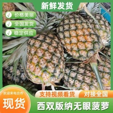 菠萝无眼菠萝云南大量上市自产自销诚信经营有意者可来电