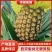 西双版纳无眼凤梨，精品凤梨，一手货源，产地直发。