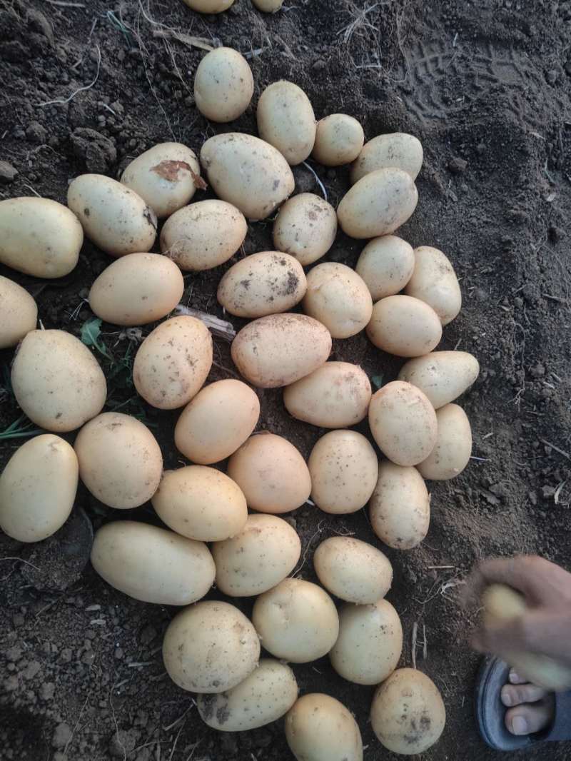 2-4内蒙两榆林荷兰土豆