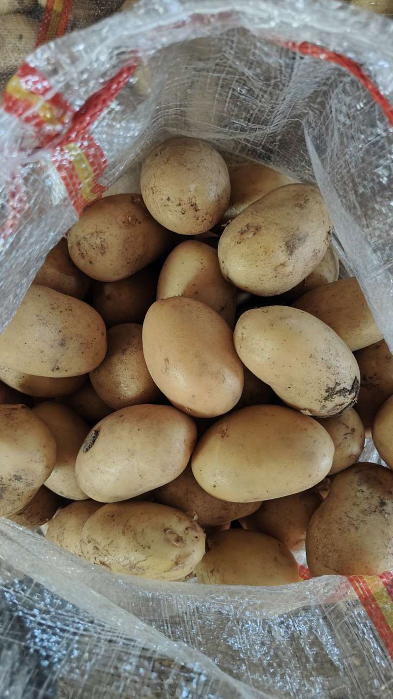 2-4内蒙两榆林荷兰土豆