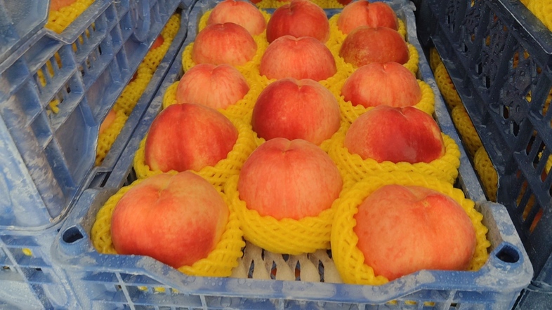 秋甜桃果园挂果实景：枝头垂满粉红渐变果面、绒毛细腻、果形圆整匀称的成熟桃子，背景为晴朗秋日蓝天与微黄树叶，地面铺有反光银膜