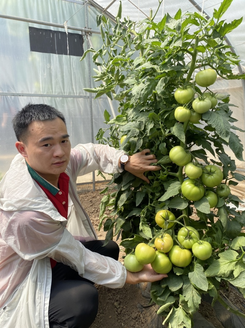 粉果番茄种子中早熟西红柿种子货架期长耐裂