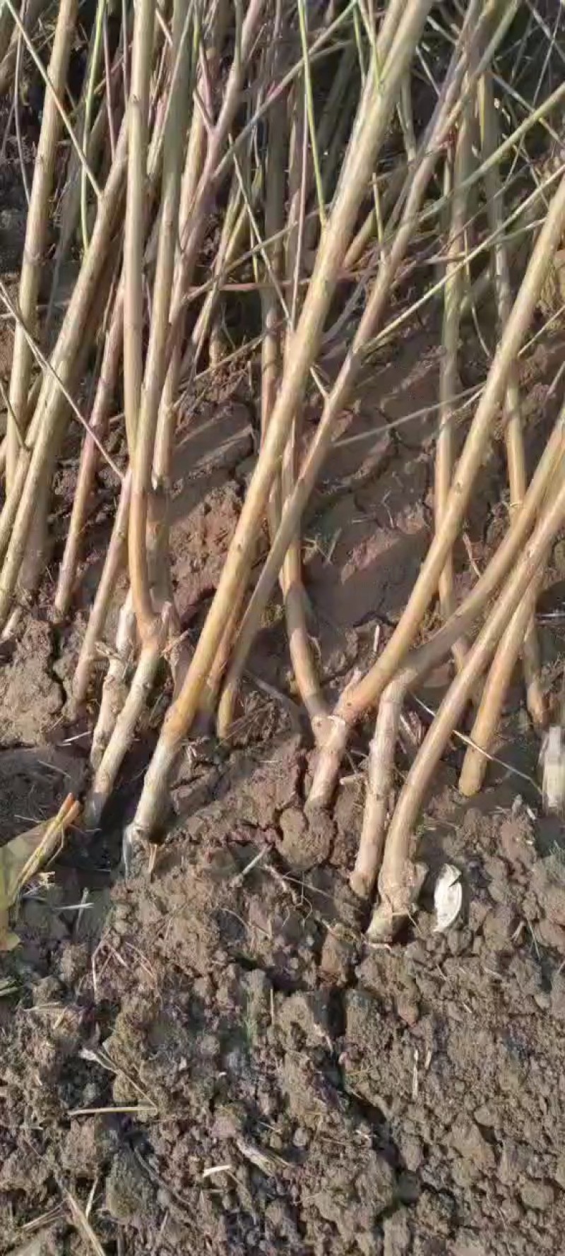 邳州市锋富园林绿化工程有限公司，常年出售各种规格桃树苗，