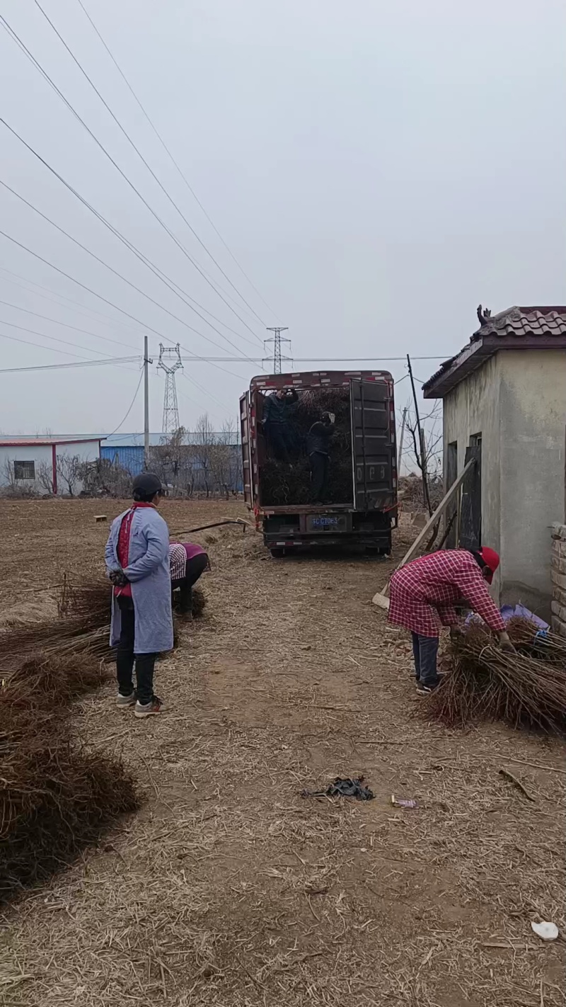 邳州市锋富园林绿化工程有限公司，常年出售各种规格桃树苗，