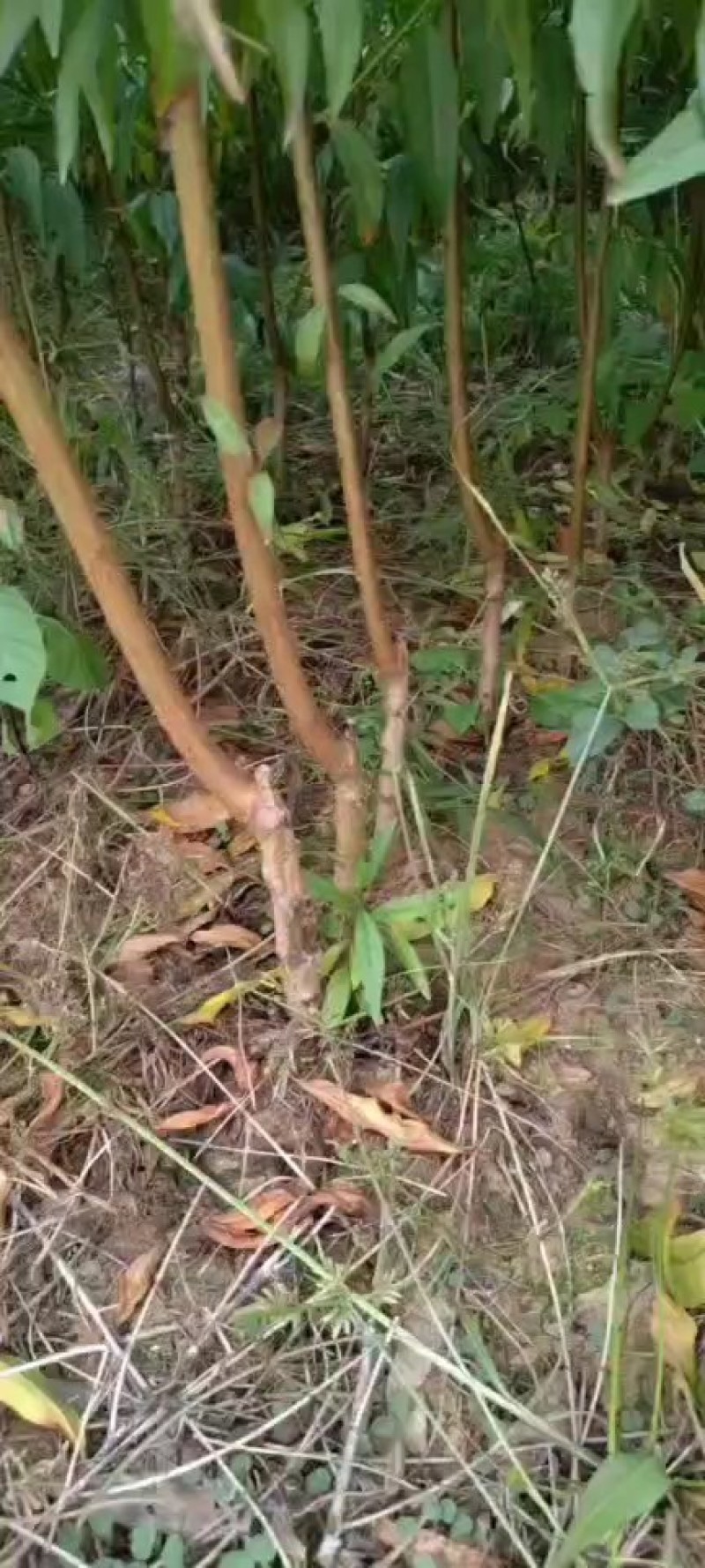邳州市锋富园林绿化工程有限公司，常年出售各种规格桃树苗，