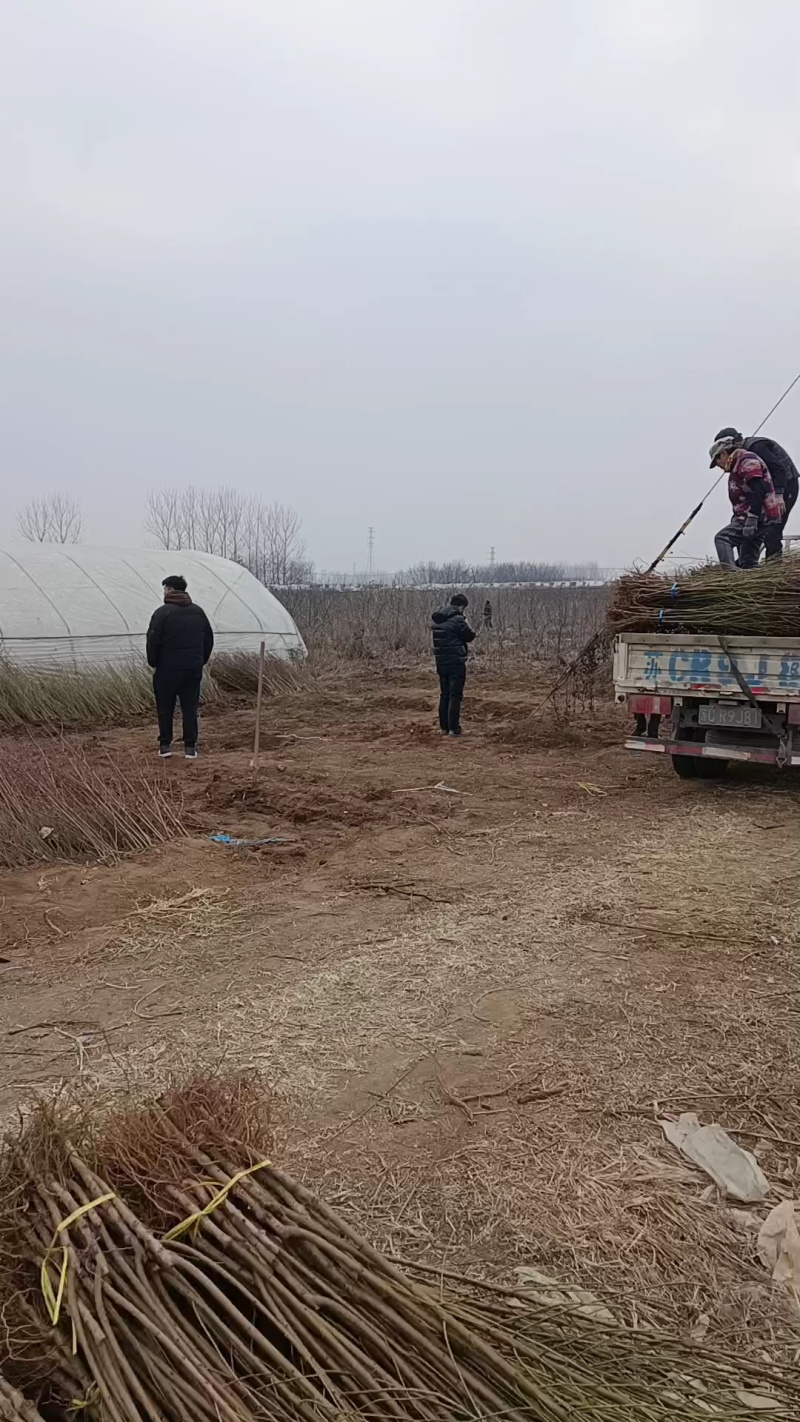 邳州市锋富园林绿化工程有限公司，常年出售各种规格桃树苗，