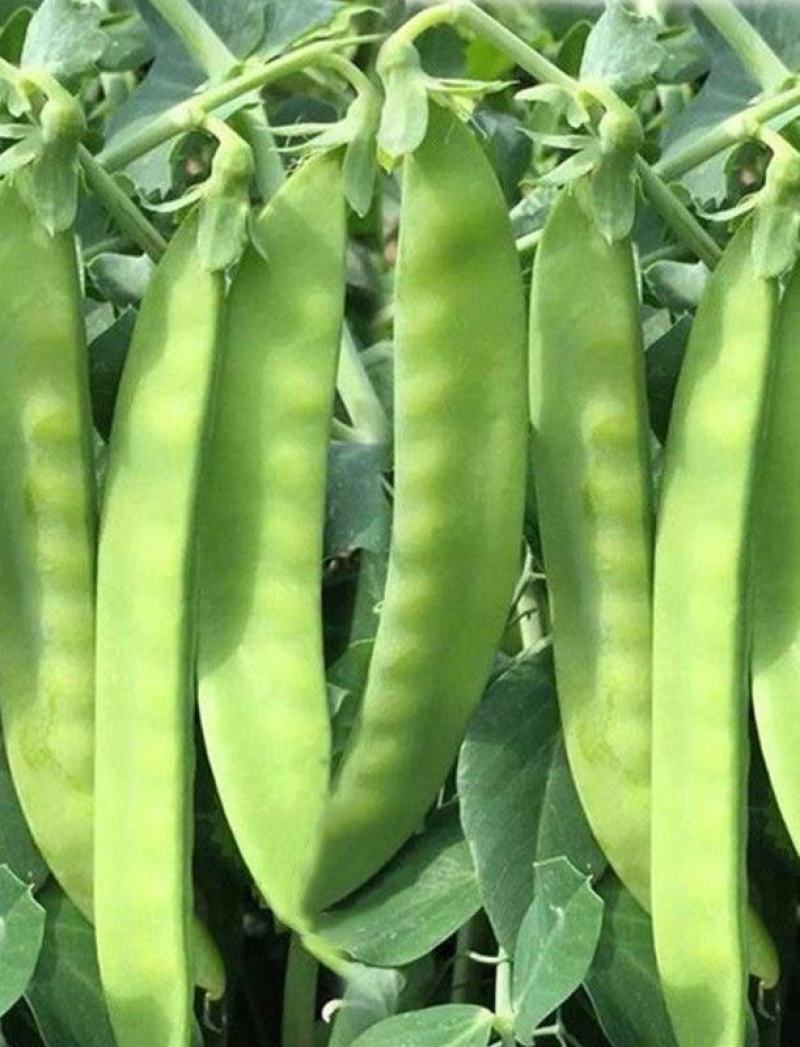 豌豆种子荷兰大肉豌严选系列食荚荷兰豆大菜豌甜脆