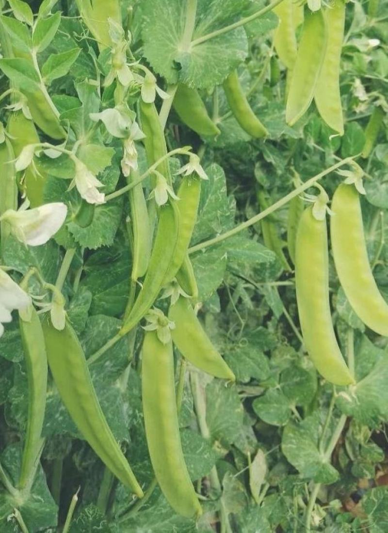 豌豆种子荷兰大肉豌严选系列食荚荷兰豆大菜豌甜脆