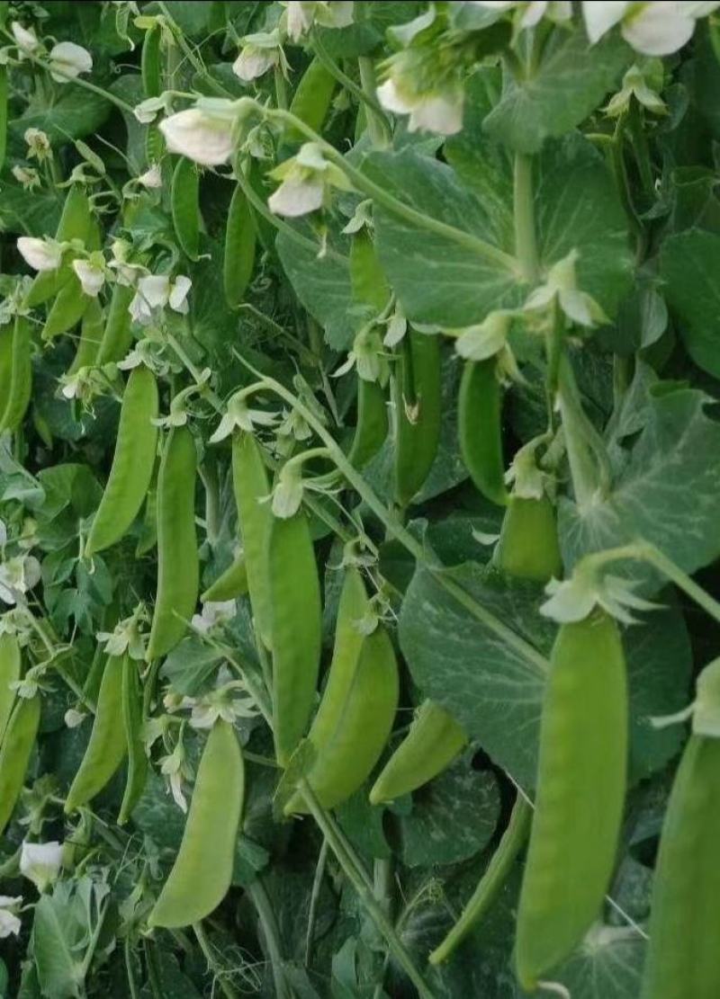 豌豆种子荷兰大肉豌严选系列食荚荷兰豆大菜豌甜脆