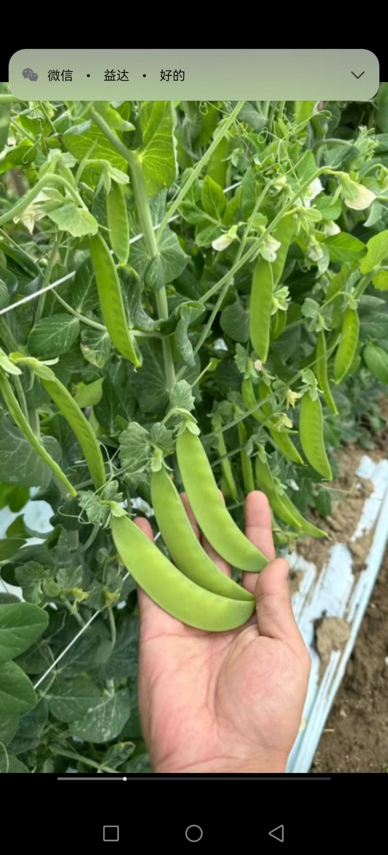 豌豆种子荷兰大肉豌严选系列食荚荷兰豆大菜豌甜脆