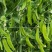 豌豆种子荷兰大肉豌严选系列食荚荷兰豆大菜豌甜脆
