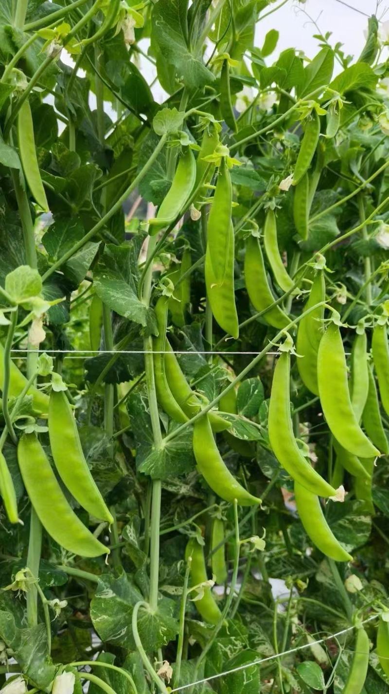 豌豆种子荷兰大肉豌严选系列食荚荷兰豆大菜豌甜脆