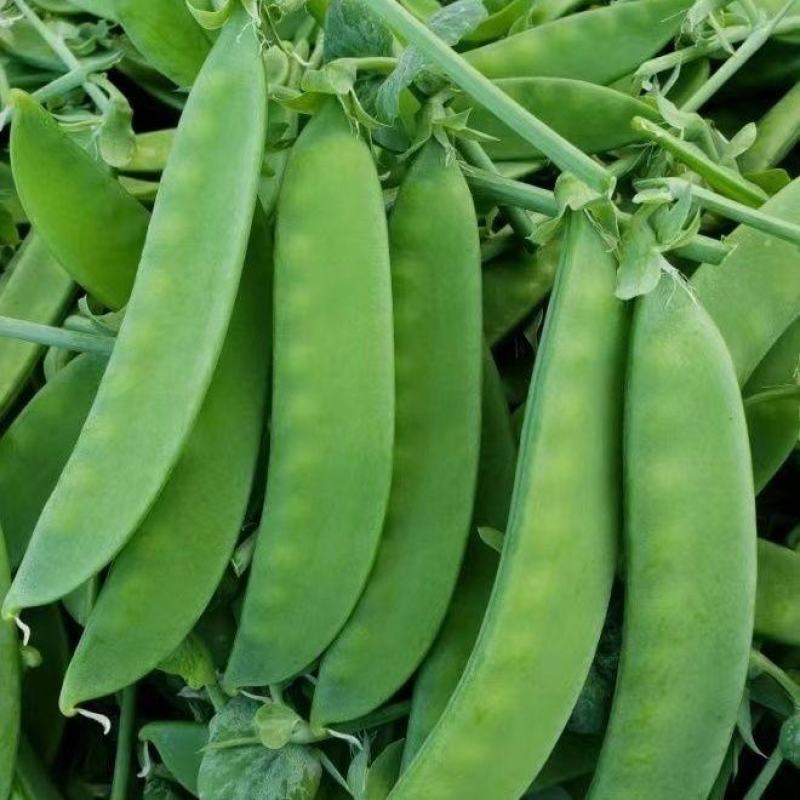 豌豆种子荷兰大肉豌严选系列食荚荷兰豆大菜豌甜脆