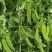 豌豆种子荷兰大肉豌严选系列食荚荷兰豆大菜豌甜脆