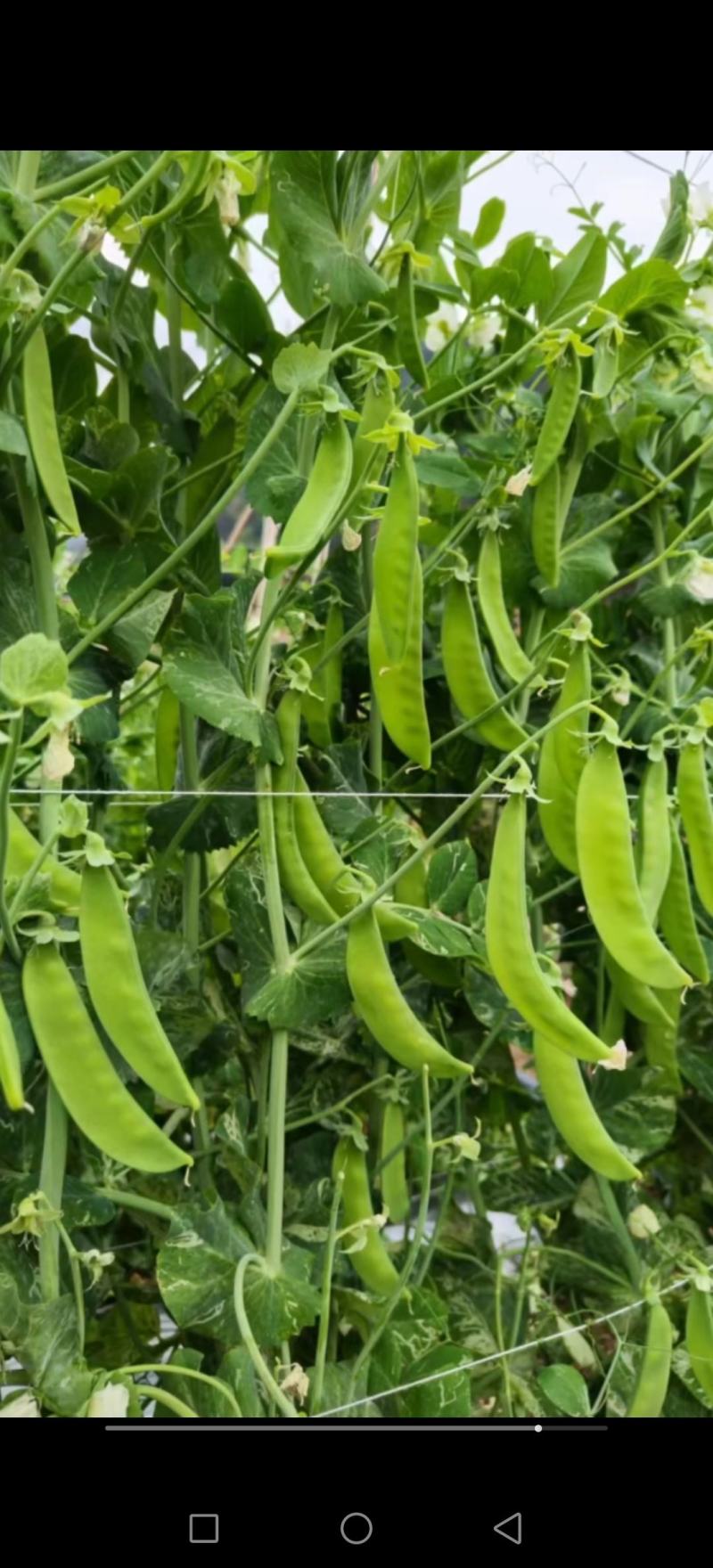 豌豆种子荷兰大肉豌严选系列食荚荷兰豆大菜豌甜脆