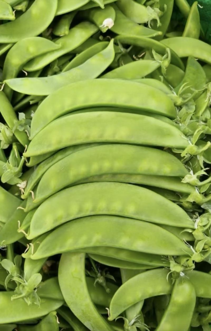 豌豆种子荷兰大肉豌严选系列食荚荷兰豆大菜豌甜脆