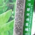 豌豆种子荷兰大肉豌严选系列食荚荷兰豆大菜豌甜脆