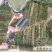 香水柠檬袋苗高度70-100量多价优福建漳州