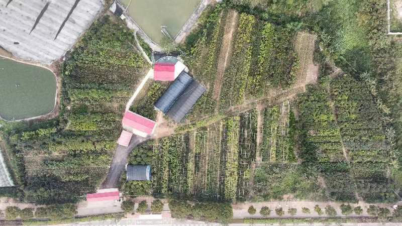 香水柠檬袋苗高度70-100量多价优福建漳州