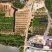 香水柠檬袋苗高度70-100量多价优福建漳州
