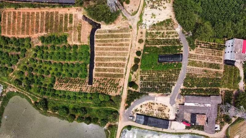 香水柠檬袋苗高度70-100量多价优福建漳州