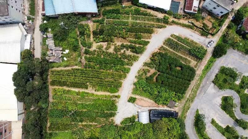 香水柠檬袋苗高度70-100量多价优福建漳州
