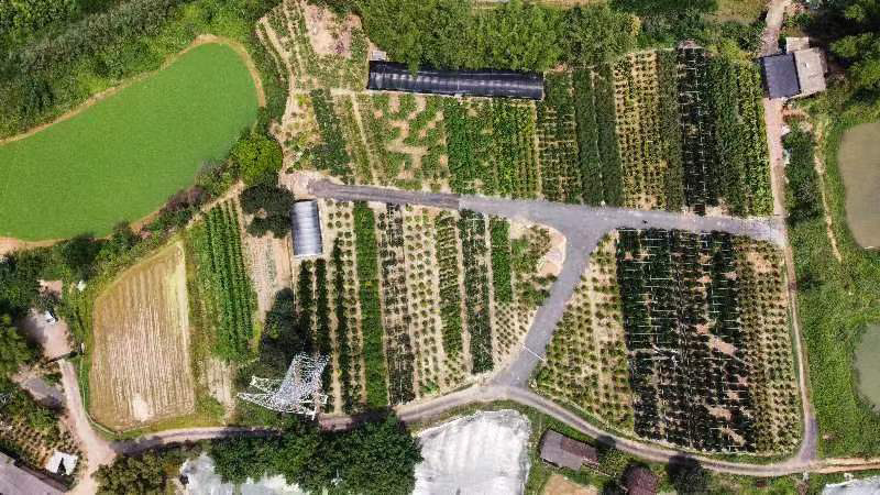 香水柠檬袋苗高度70-100量多价优福建漳州