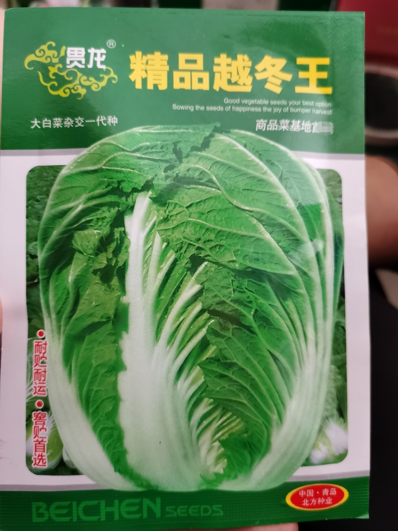 越冬王精品越冬大白菜杂交一代种子菜基地品种