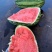 宁夏金花西瓜🍉头茬、二茬、糖度高、皮毛好、产地直销