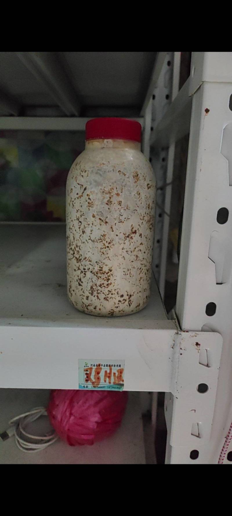 鸡腿菇原种，800毫升塑料瓶装！棉籽壳培养基！