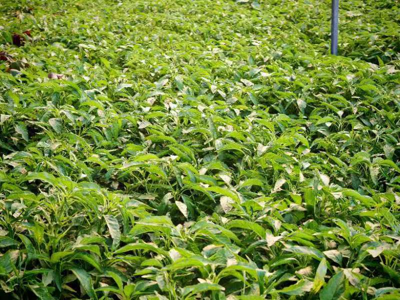芥兰安徽产区直发保质保量供货对接全国采购商
