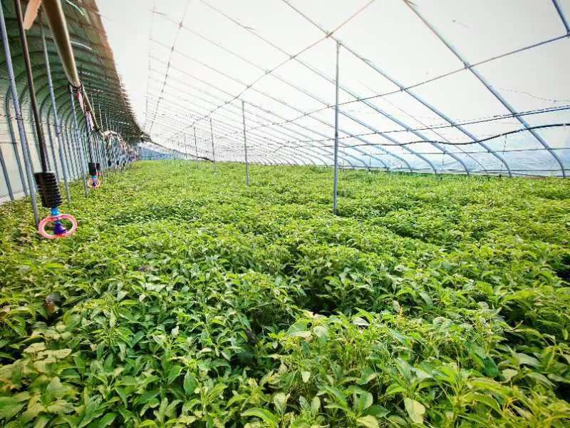 芥兰安徽产区直发保质保量供货对接全国采购商