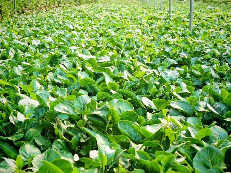 芥兰安徽产区直发保质保量供货对接全国采购商