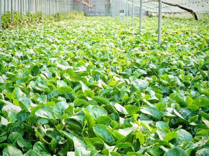 芥兰安徽产区直发保质保量供货对接全国采购商