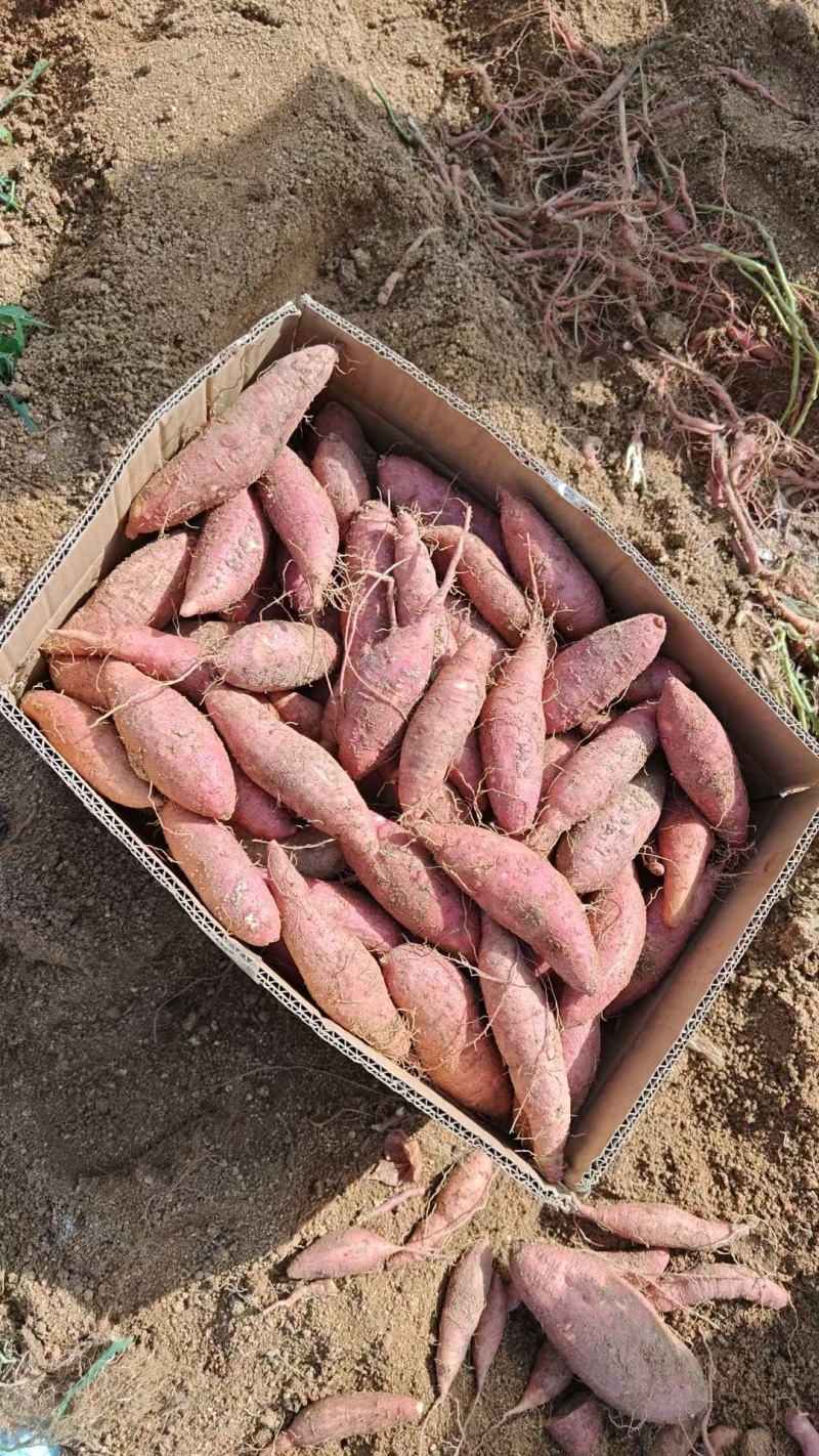 产地直发每天30万斤精品济薯26红皮黄心
