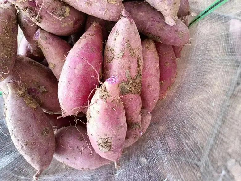 紫薯原料展示
