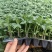 水果番茄苗小时候味道