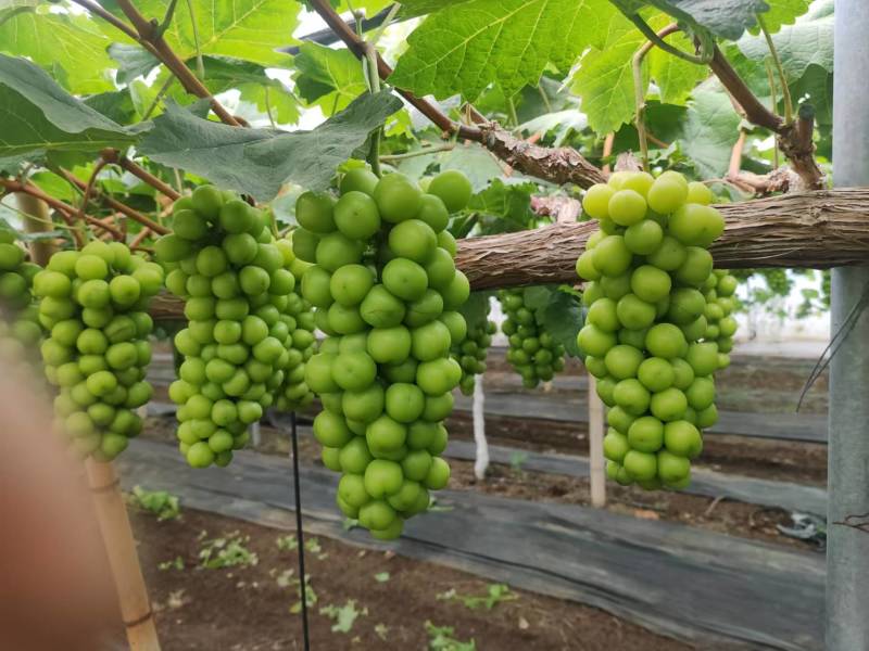 河北葡萄精品阳光玫瑰葡萄货源充足量大从优全国发货