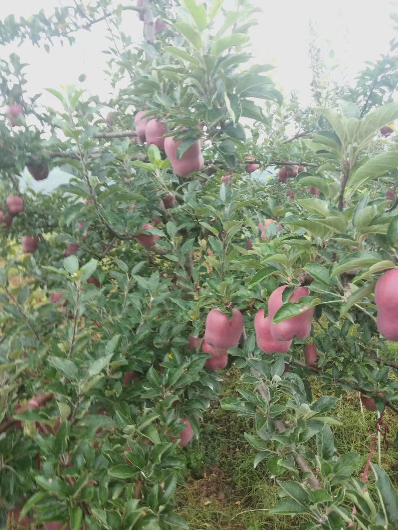 花牛苹果即将上市。需要的联系