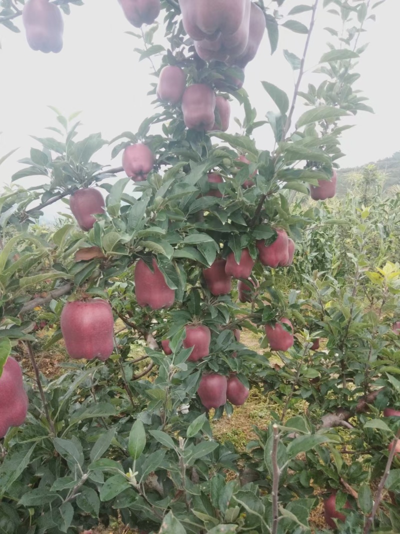 花牛苹果即将上市。需要的联系