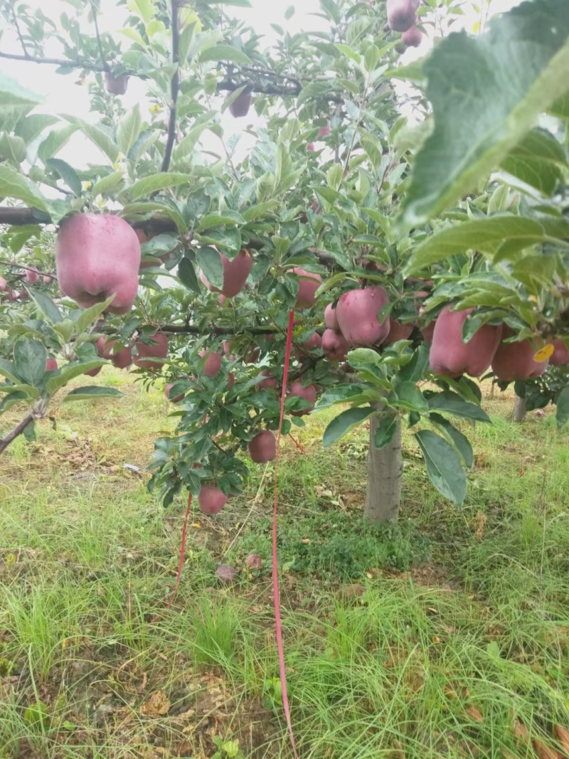 花牛苹果即将上市。需要的联系