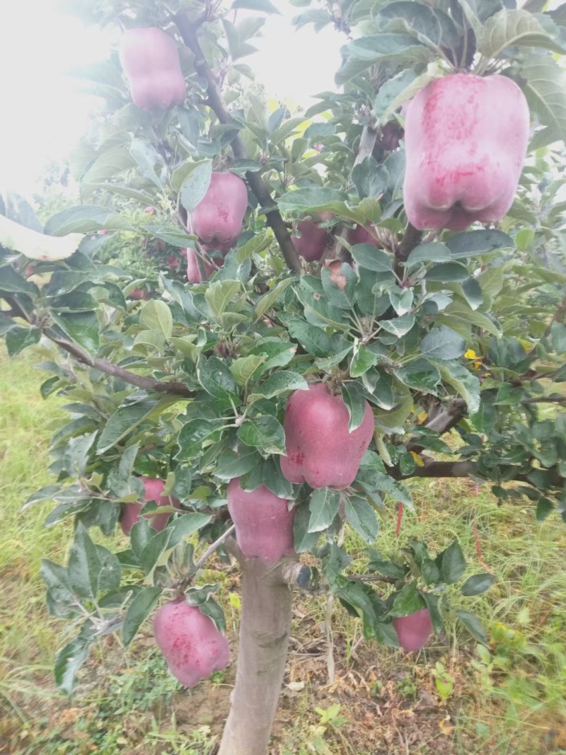 花牛苹果即将上市。需要的联系