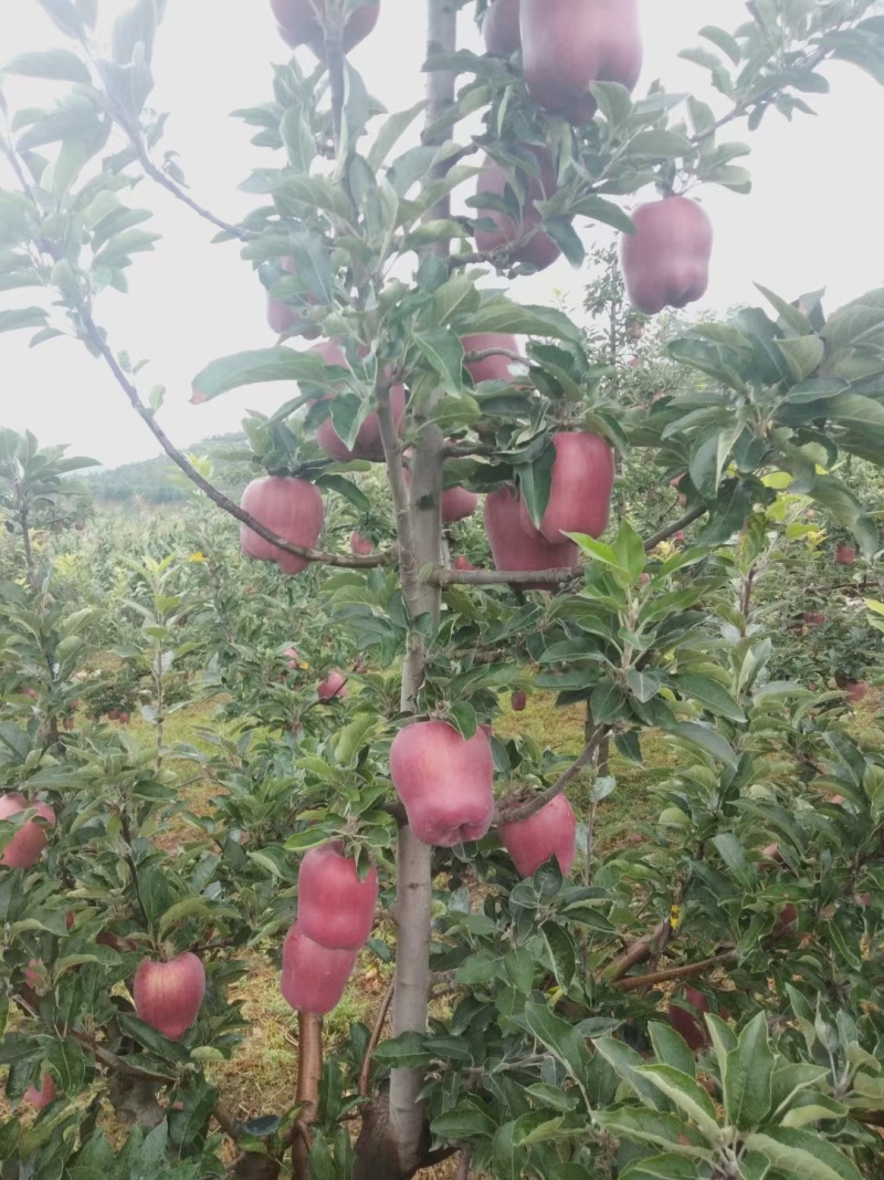 花牛苹果即将上市。需要的联系