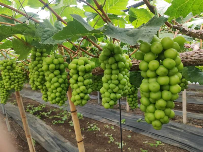 推荐阳光玫瑰河北葡萄一手货源全国发货量大从优商超