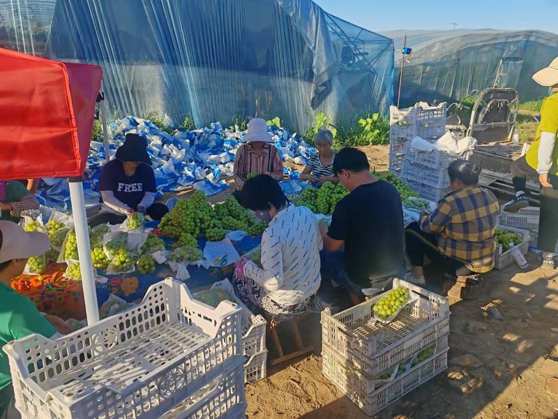推荐阳光玫瑰河北葡萄一手货源全国发货量大从优商超