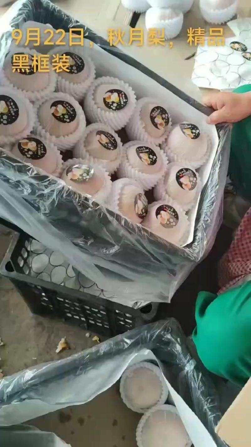 精品秋月梨，礼盒包装，果面干净，糖份超高