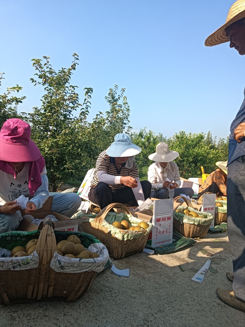 梨，园黄梨熟了，皮薄肉厚，香、脆、甜，有需要的联系我。